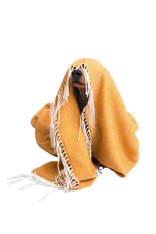 khimchistka-viezdnaya